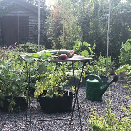 Ochtendnevel in de Makkelijke Moestuin