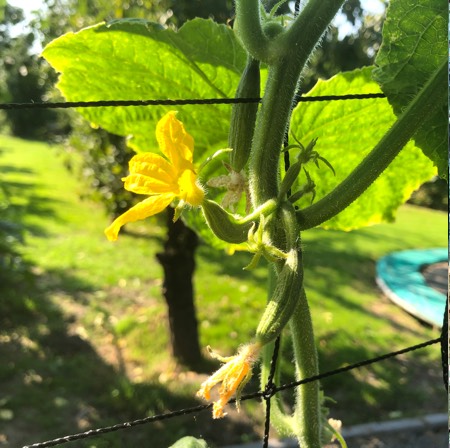 Bloeiende komkommer Makkelijke Moestuin begin september