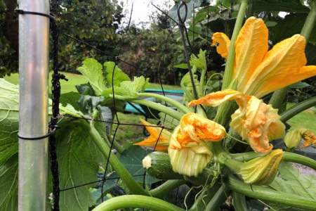 Bind de klimmende courgette regelmatig op aan het klimrek