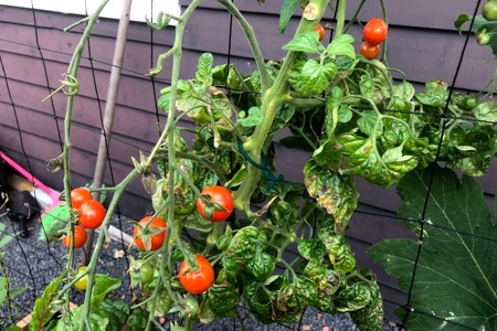 Knip lelijk blad van tomaten in het najaar zoveel mogelijk weg