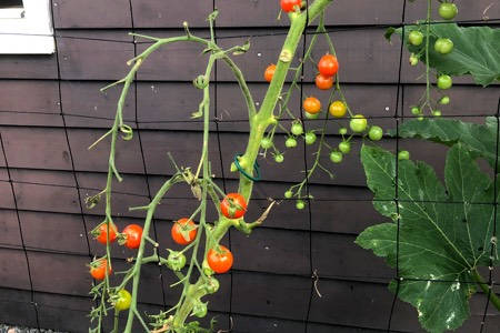 Kale tomatenplanten: zolang je een paar bladeren laat zitten geeft dat niets