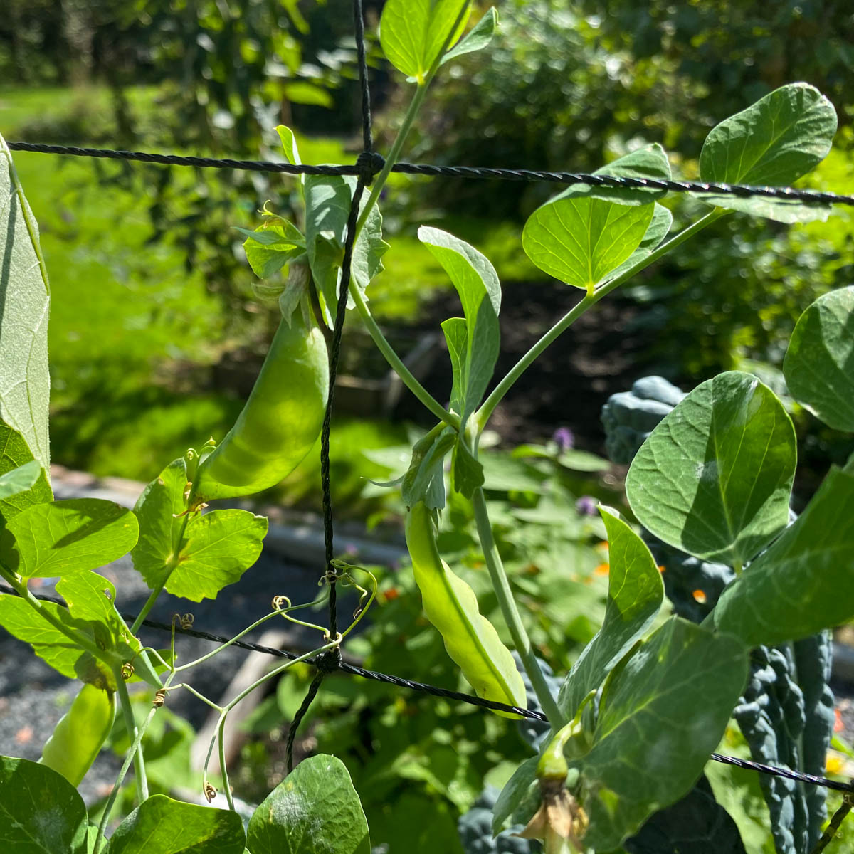 In peultjes groeien in het najaar de erwten sneller dan normaal