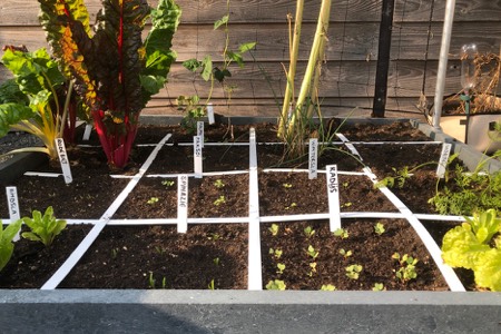 Net ingezaaide vakken Makkelijke Moestuin eind augustus/begin september