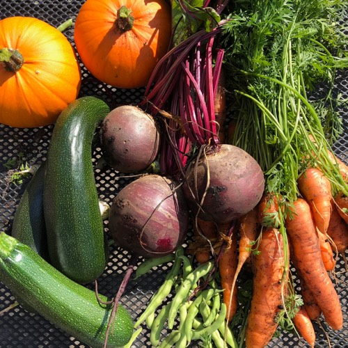 Oogsten in september uit moestuinbakken