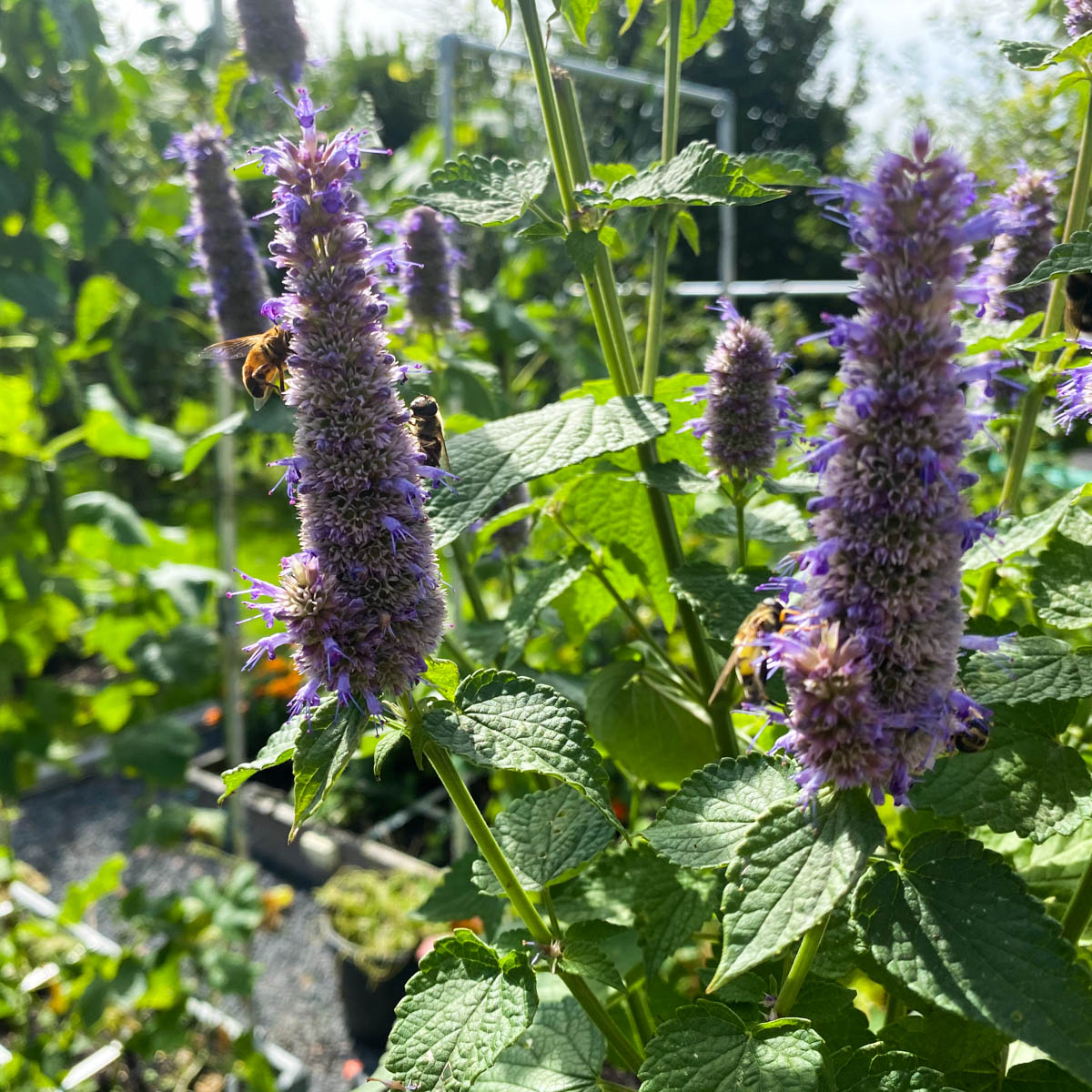Dijenen en hommels op de dropplant in de Makkelijke Moestuin