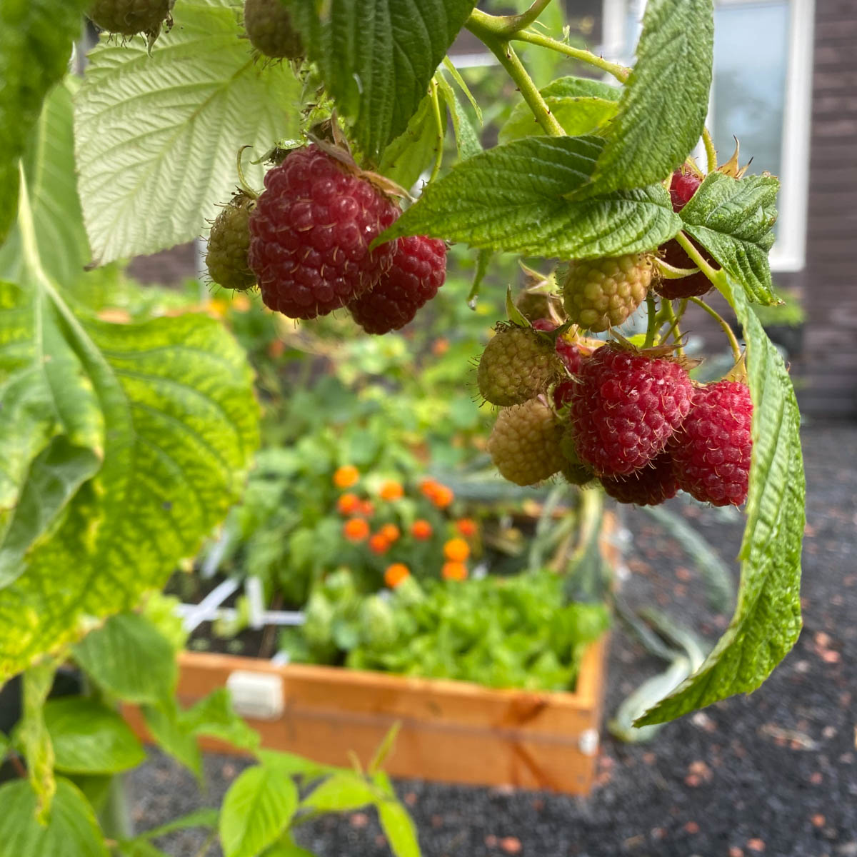 Kleinfruit in de Makkelijke Moestuin