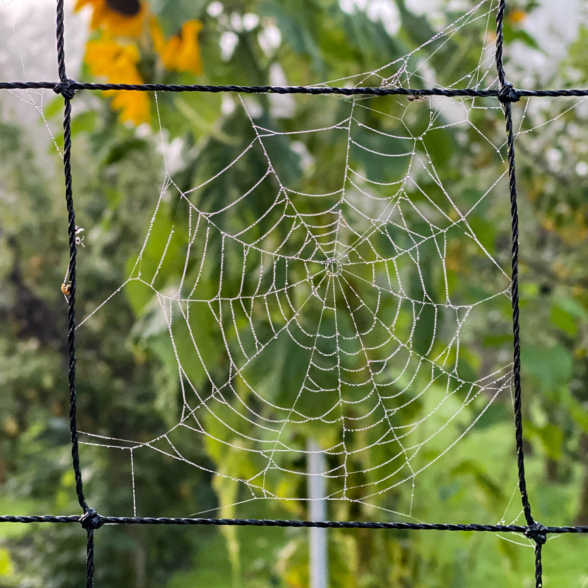 Spinnenweb in de Makkelijke Moestuin: voorbode van de herfst
