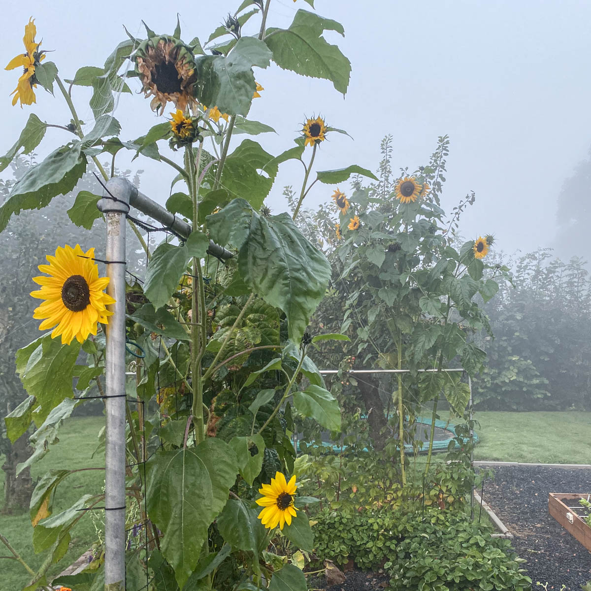 Ochtendmist in de Makkelijke Moestuin