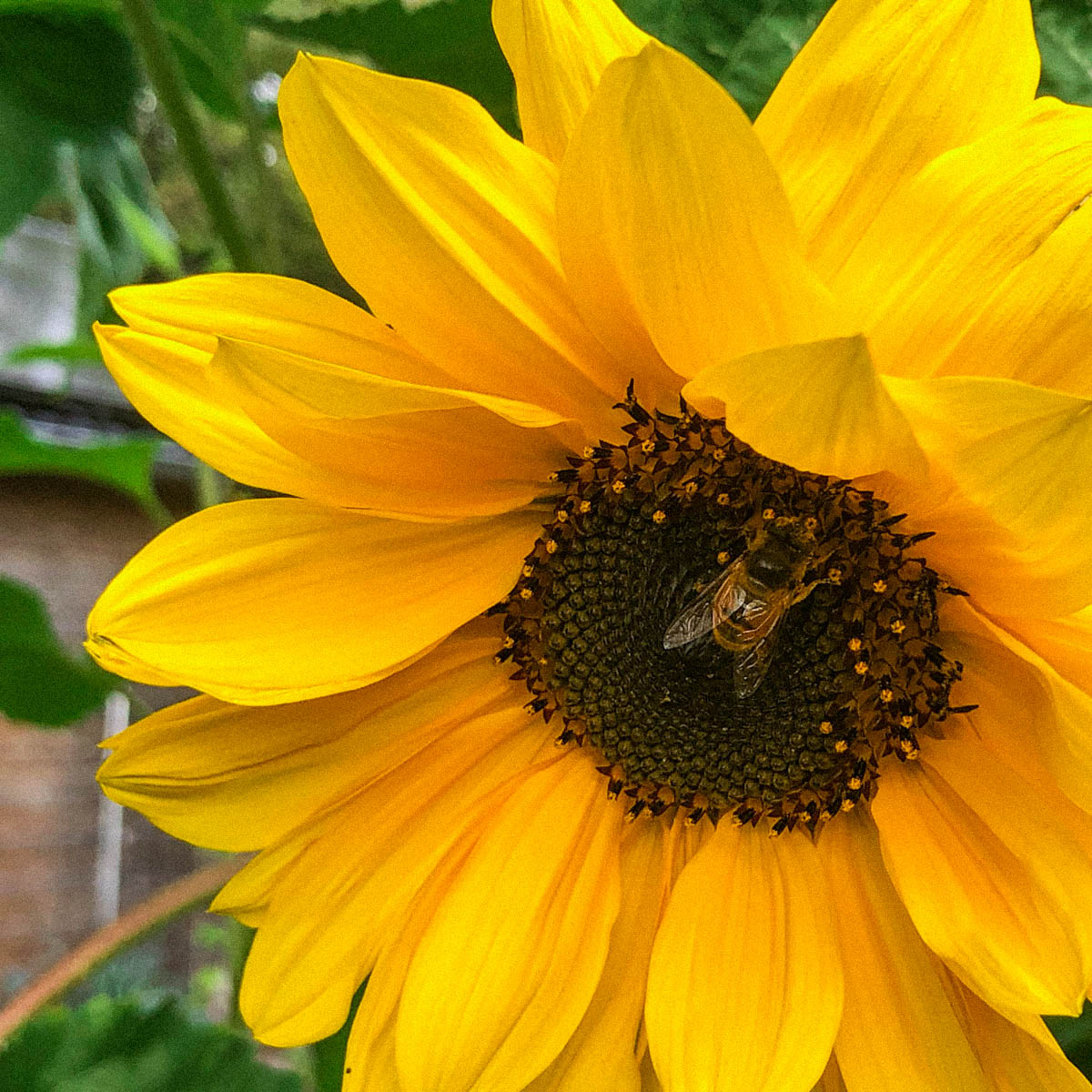 Nog lan niet uitgebloeide zonnebloemen in de Makkelijke Moestuin