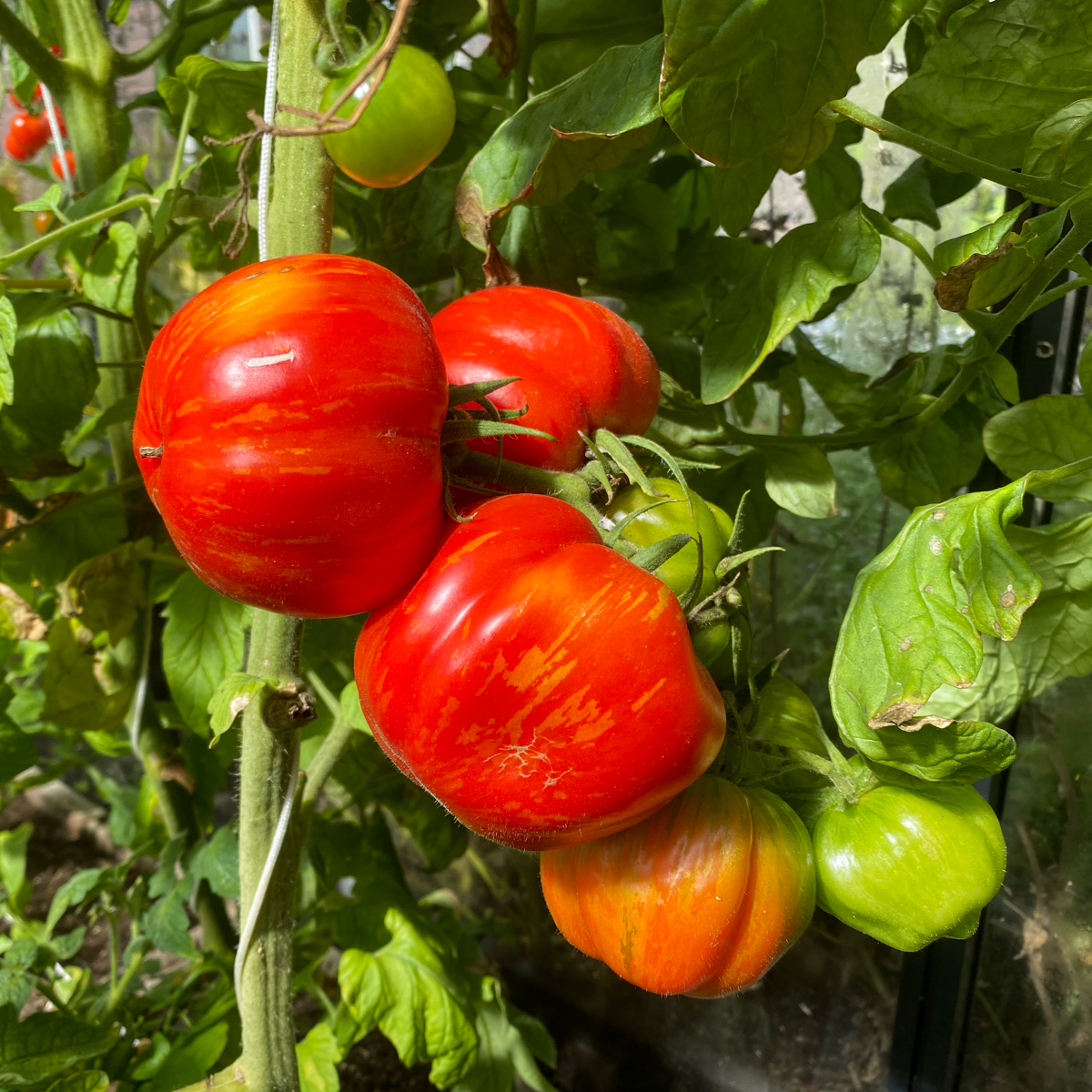 Gestreepte vleestomaat: iets voor de Makkelijke Moestuin?