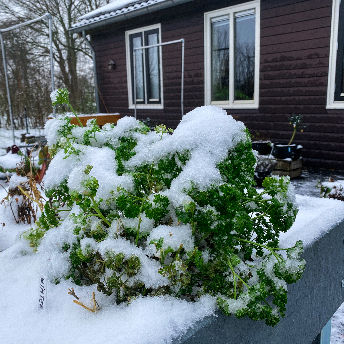 Makkelijke Moestuin in de sneeuw