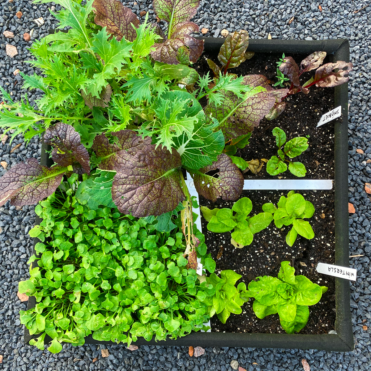 Kleinere Airbak van de Makkelijke Moestuin