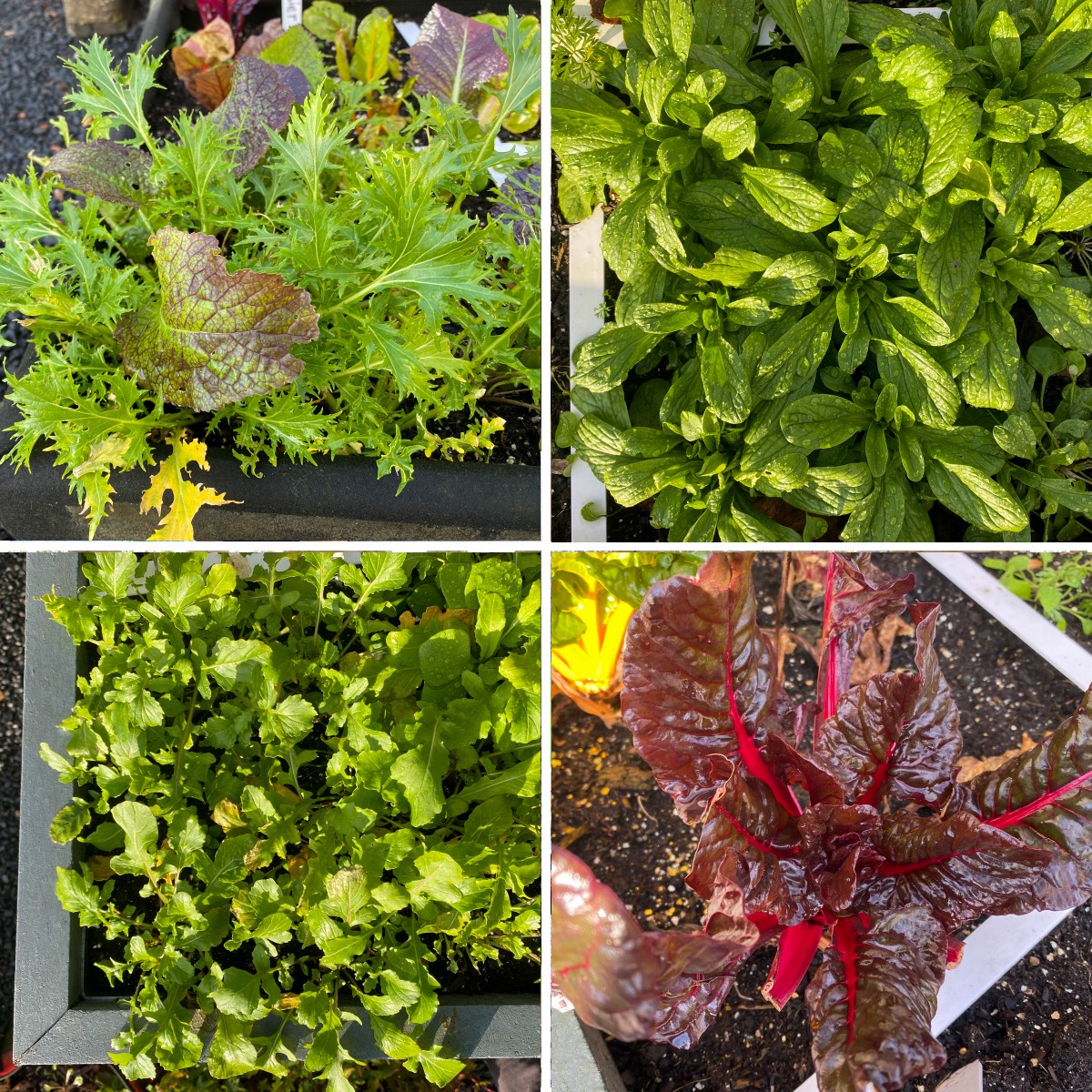 Januari in de Makkelijke Moestuin: pluksla azie, veldsla, rucola en snijbiet