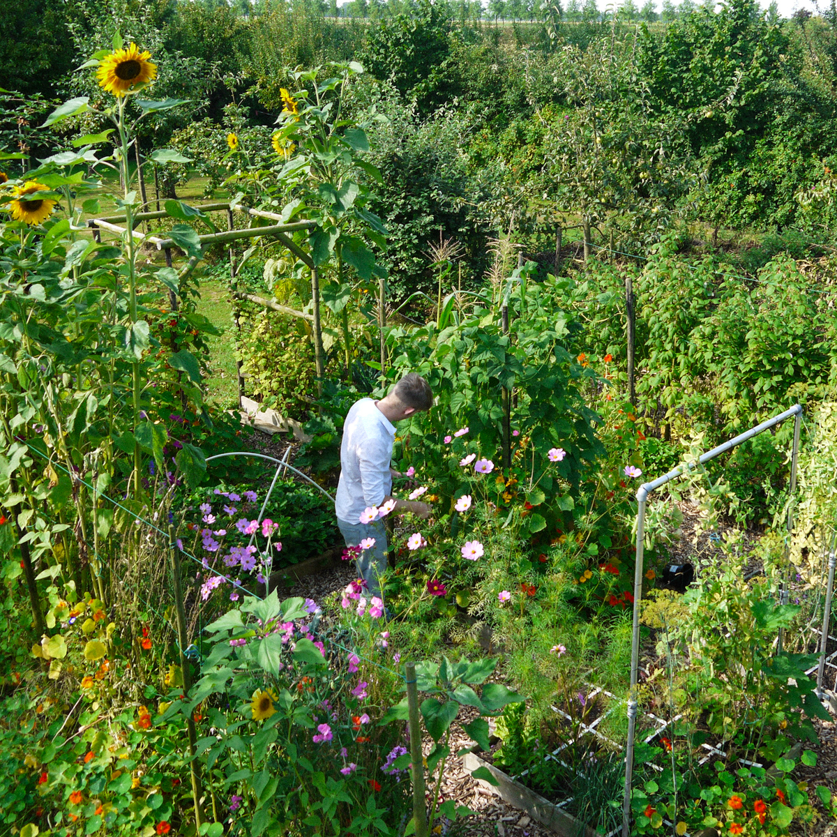 Deel van mijn Makkelijke Moestuin in 2014