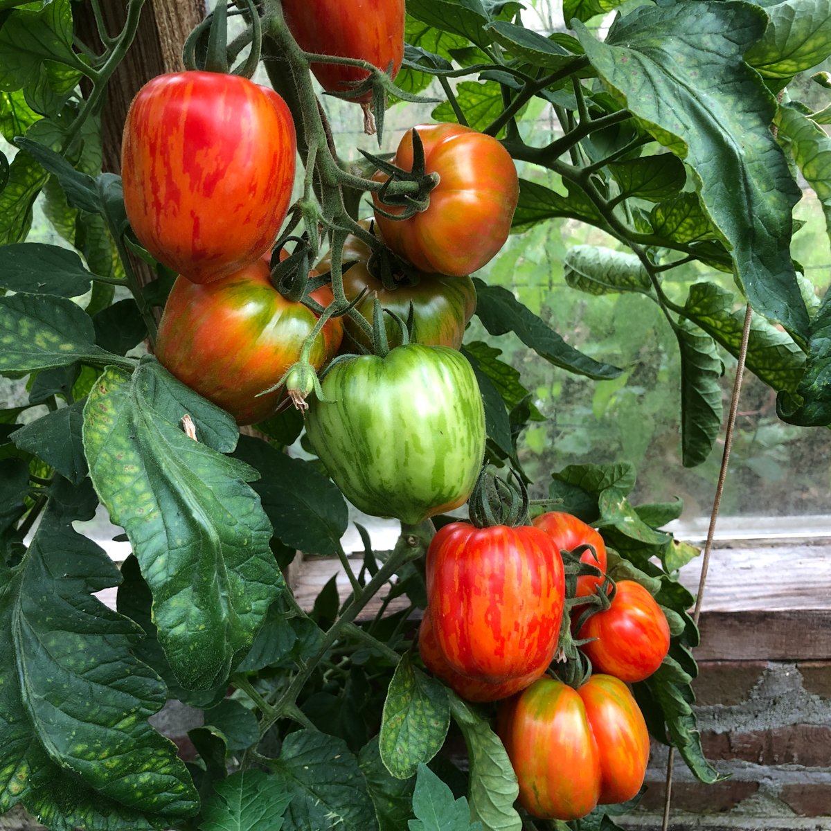 Gestreepte vleestomaat van de Makkelijke Moestuin