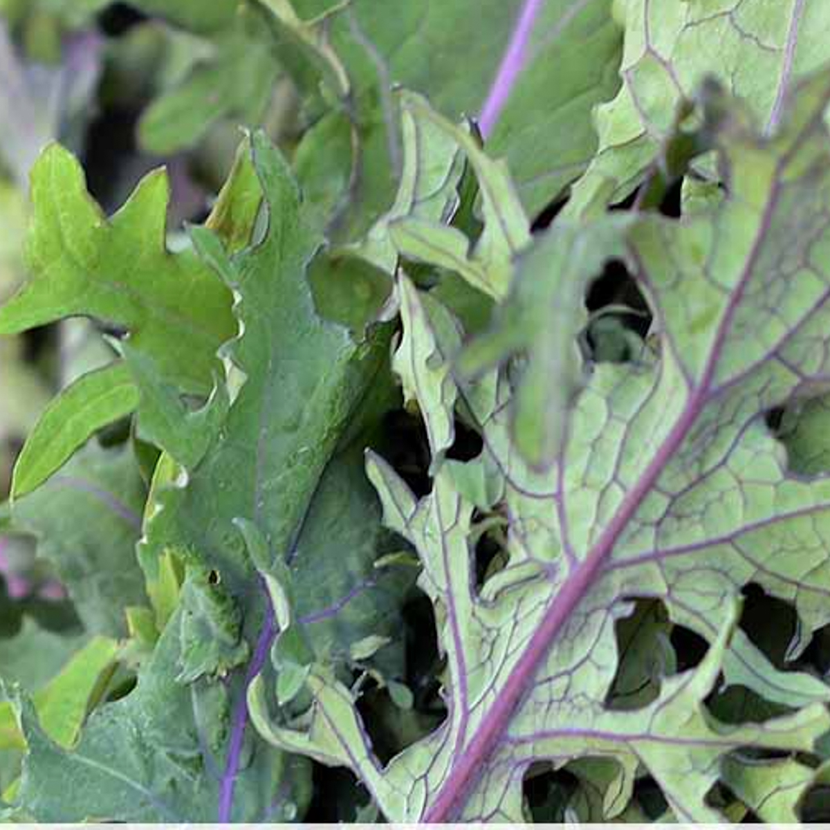 Rode blad of snijkool uit de Makkelijke Moestuin