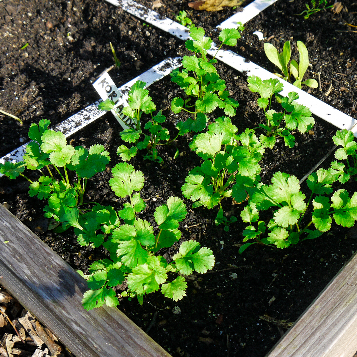 Koriander in de Makkelijke Moestuin