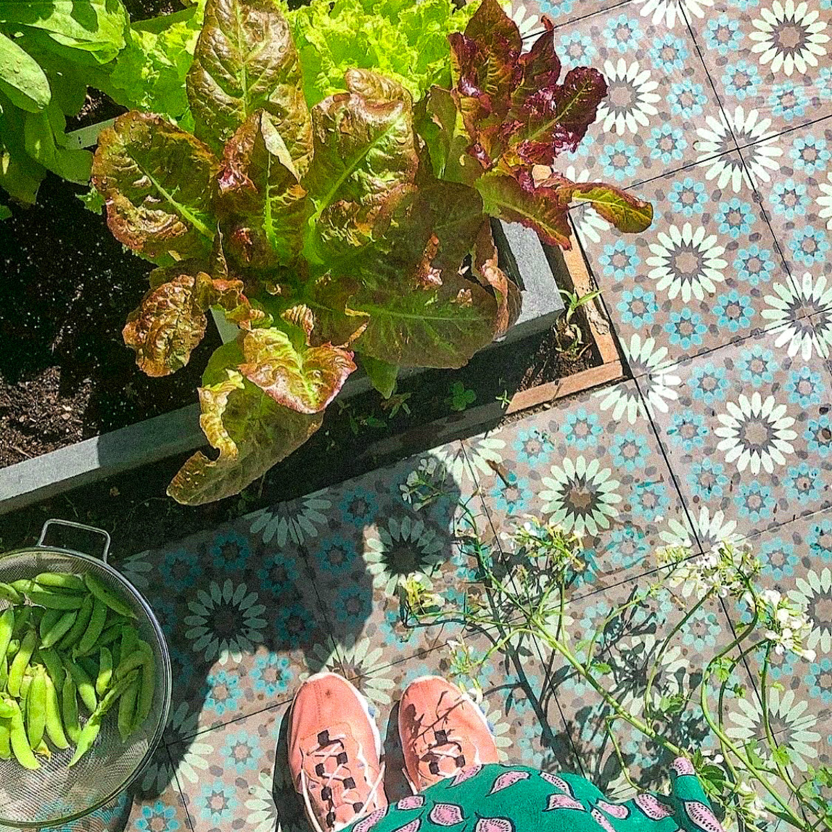 Pluksla in de Makkelijke Moestuin van Rode Kers