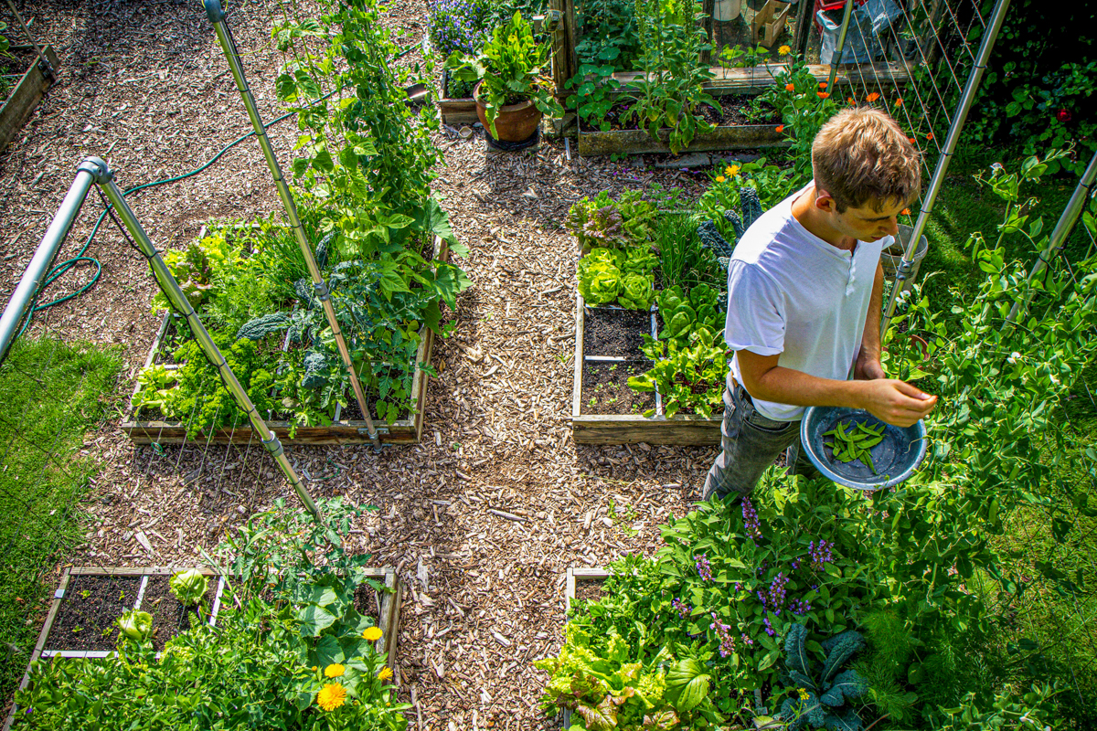 Jelle oogst in zijn Makkelijke Moestuin