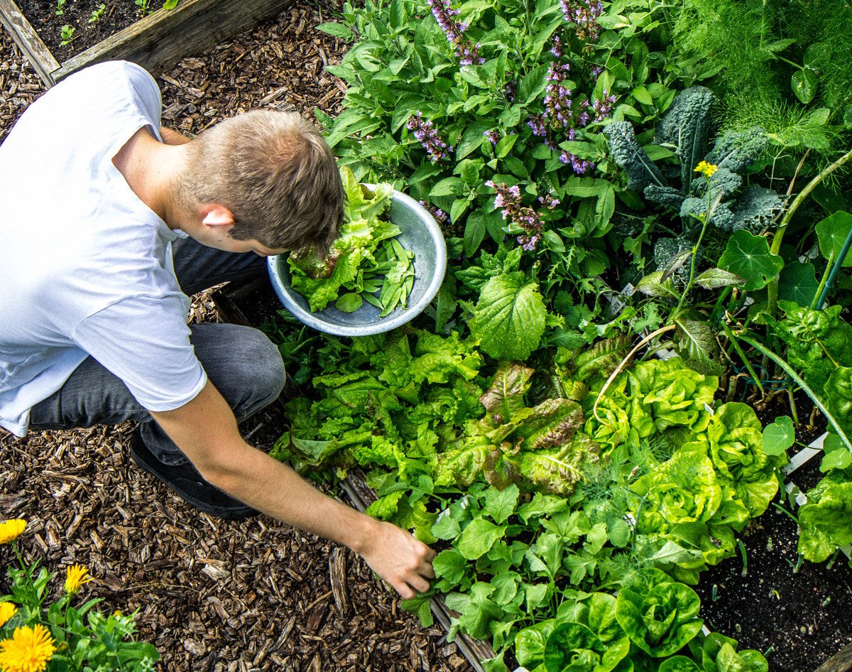Welke groentes leveren veel op? Makkelijke